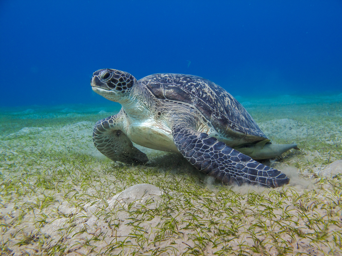 green leather sea turtle gazing sea grass